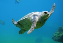 A partnership to advance deep sea exploration